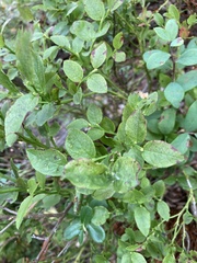 Vaccinium myrtillus