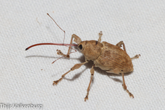 Curculio elephas