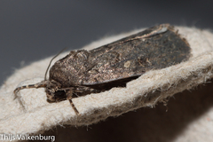 Spodoptera cilium