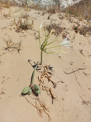 Pancratium maritimum