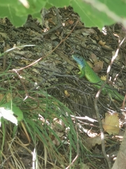 Lacerta bilineata