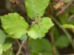 Argiope bruennichi