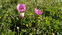 Modiolastrum gilliesii