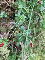Vaccinium vitis-idaea
