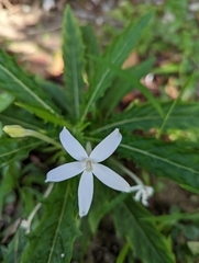Hippobroma longiflora