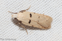 Stibaromacha ratella