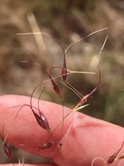 Eriachne stipacea