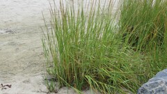 Sporobolus alterniflorus