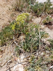Crithmum maritimum