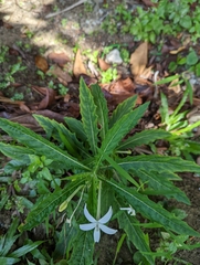 Hippobroma longiflora