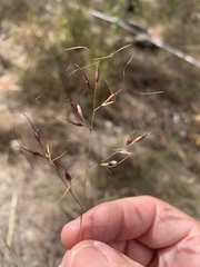 Eriachne stipacea