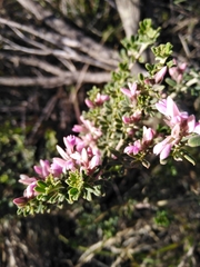 Indigofera brachystachya