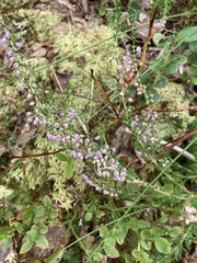 Calluna vulgaris