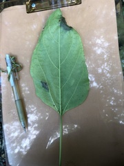 Clerodendrum canescens