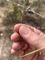 Eriachne stipacea