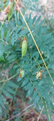 Vicia cassubica