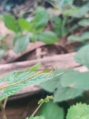 Ceriagrion coromandelianum
