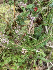 Calluna vulgaris