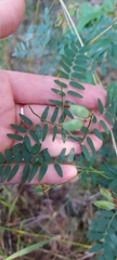 Vicia cassubica