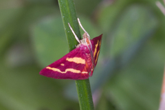 Pyrausta tyralis