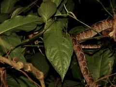 Corallus hortulana