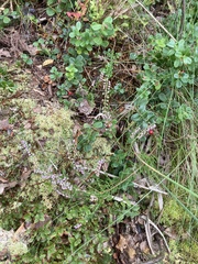 Calluna vulgaris