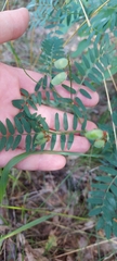 Vicia cassubica