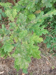 Quercus robur