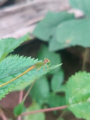 Ceriagrion coromandelianum