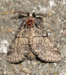 Gluphisia crenata