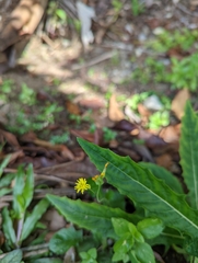 Youngia japonica