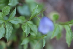 Campanula rhomboidalis