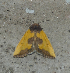 Stiria intermixta