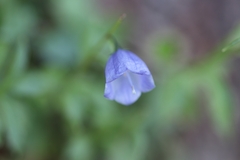 Campanula rhomboidalis