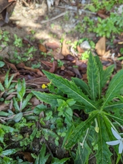 Youngia japonica
