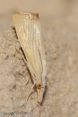 Xanthocrambus delicatellus