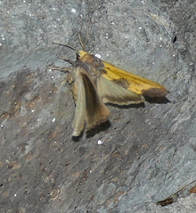 Stiria intermixta