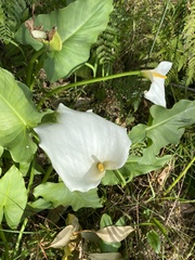 Zantedeschia