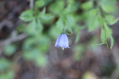 Campanula rhomboidalis
