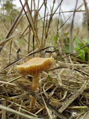 Tubaria furfuracea