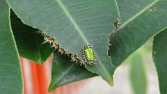 Limacodidae