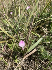 Ononis spinosa procurrens