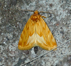 Cirrhophanus dyari
