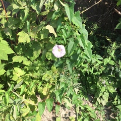Calystegia