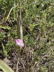 Ononis spinosa procurrens