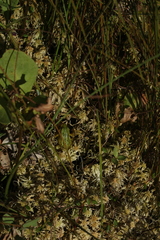Pelophylax lessonae