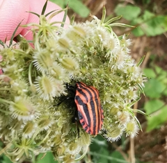 Graphosoma italicum italicum