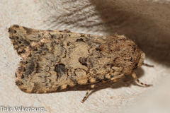 Anarta sodae
