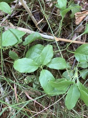 Orthilia secunda