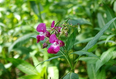 Impatiens glandulifera